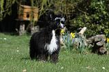 CHIEN NU CHINOIS 045